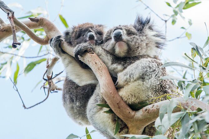 Great Ocean Road Grampians 3 Day National Park Tour Melbourne Roundtrip - A Practical Guide to the 3-Day Melbourne to Melbourne Adventure