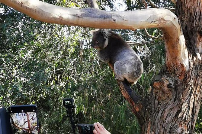 Great Ocean Road Medium Size Group Tour - Sights and Landmarks
