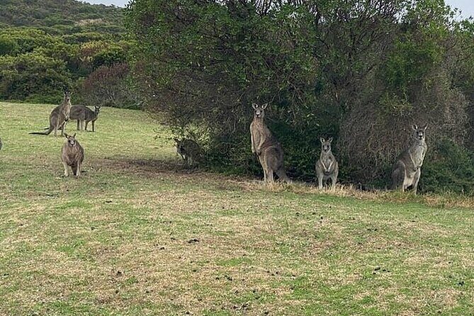 Great Ocean Road Private Tour In Luxury Vehicle.Customised Option - FAQ