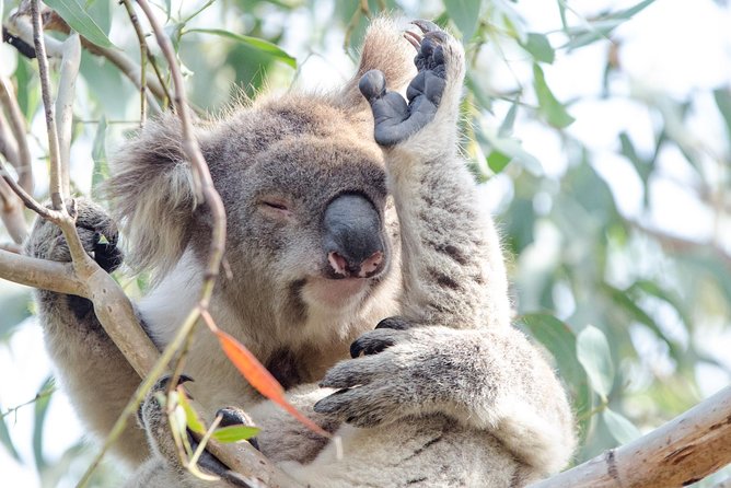 Great Ocean Road Reverse Itinerary With 12 Apostles From Melbourne - Communication and Flexibility