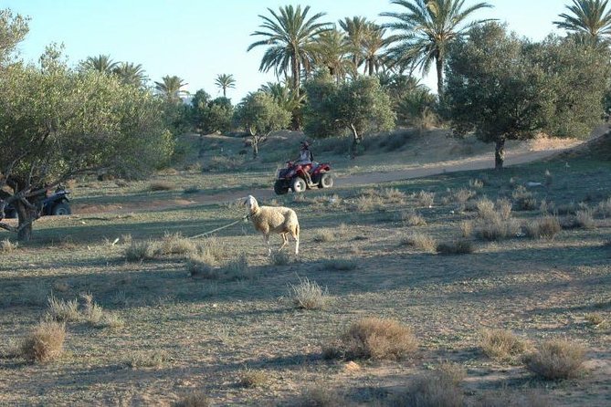 Great Ride Forest and Blue Lagoon in Quad - Key Points