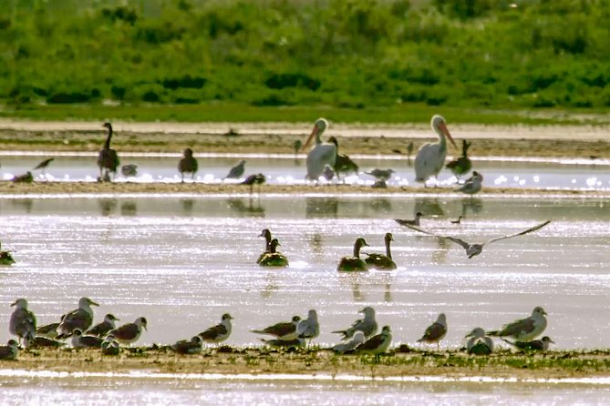 Great Salt Lake Guided Bus Tour From Salt Lake City - Highlights