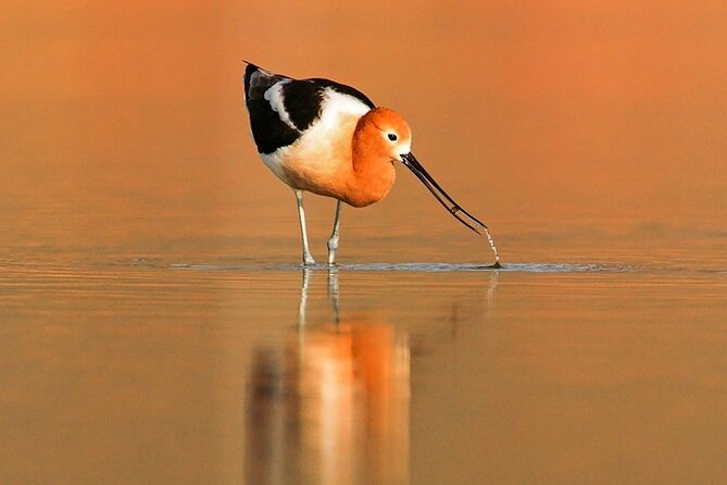 Great Salt Lake Wildlife and Sunset Experience - Scenic Lakeside Vistas