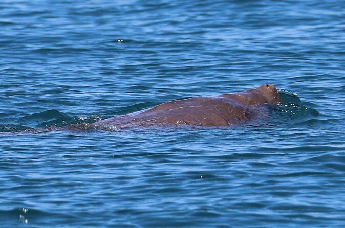 Great Sandy Straits Seven Island Ultimate Wildlife Cruise - Who Will Love This Tour?