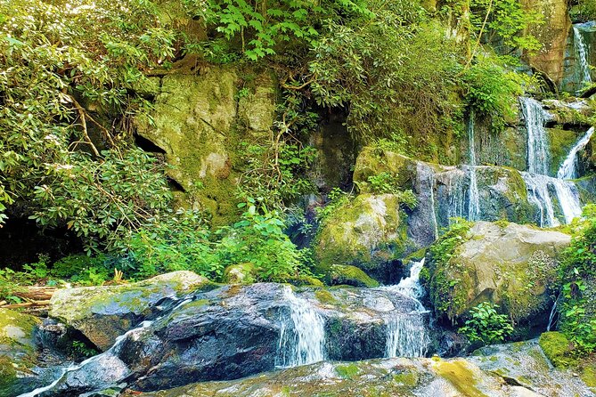 Great Smoky Mountains & Cades Cove Self-Guided Driving Tours - Encountering Wildlife in the Park