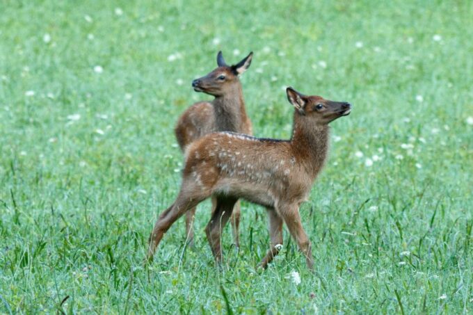 Great Smoky Mountains National Park Self-Guided Driving Tour - App Features