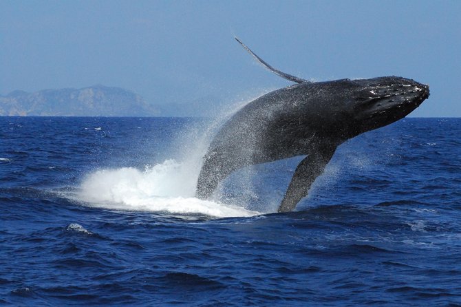 Great Whale Watching at Kerama Islands and Zamami Island - Cancellation and Refund Policy