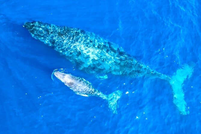 Great Whale Watching at Kerama Islands and Zamami Island - Accessibility and Restrictions