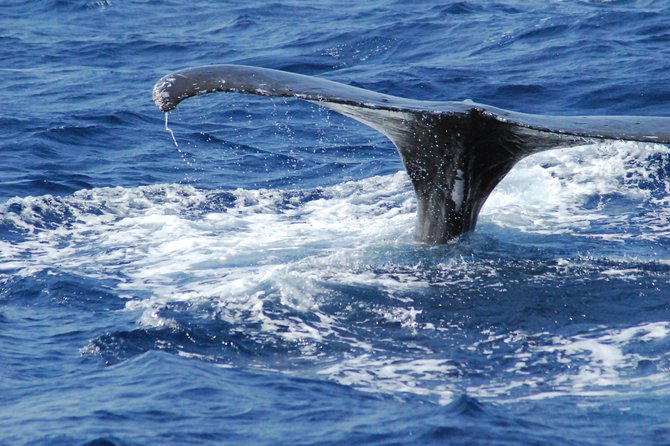 Great Whale Watching at Kerama Islands and Zamami Island - Transportation to Zamami Port