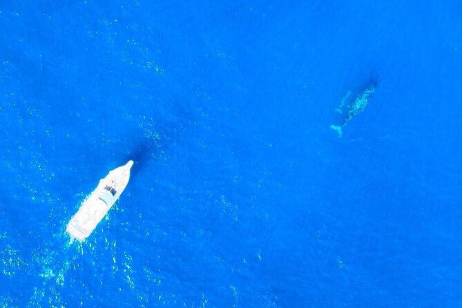 Great Whale Watching at Kerama Islands and Zamami Island - Group Size and Requirements