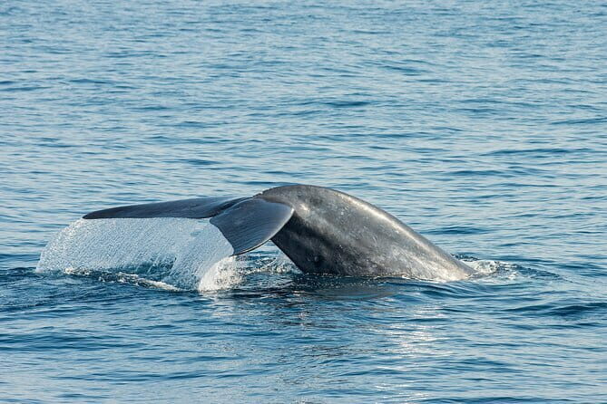 Great Whales Education Programe Dolphins and Whales are in SL - Key Points