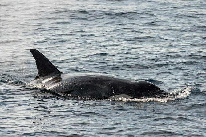 Great Whales Education Programe Dolphins and Whales are in SL - What to Expect
