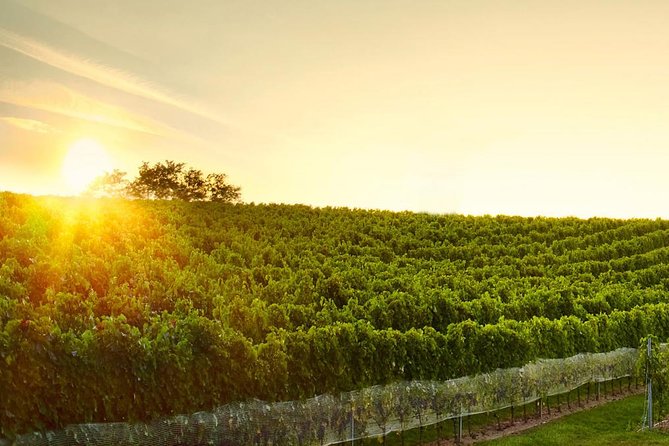 Great Wine Tour in Small Carpathian Hills - Quick Points