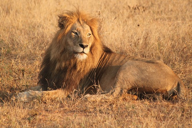 Greater Kruger National Park 4 Day Safari at a Private Game Lodge - Safari Activities