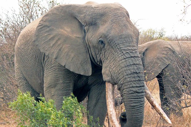 Greater Kruger National Park 4 Day Safari at a Private Game Lodge - Meeting and Transportation