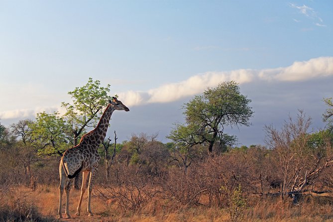 Greater Kruger National Park 4 Day Safari at a Private Game Lodge - Guest Experiences