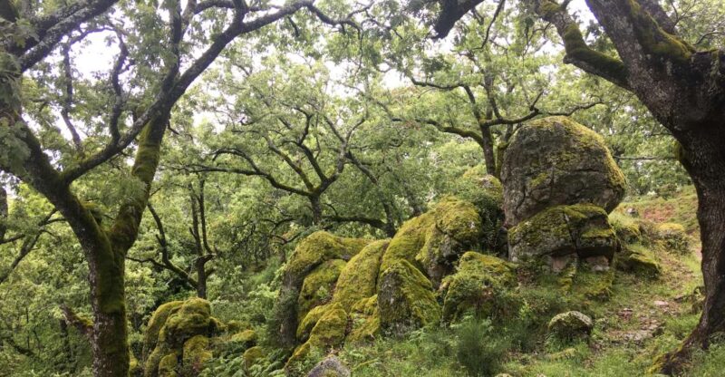 Gredos: Guided Hike in the Vettón Forest - Experience Highlights