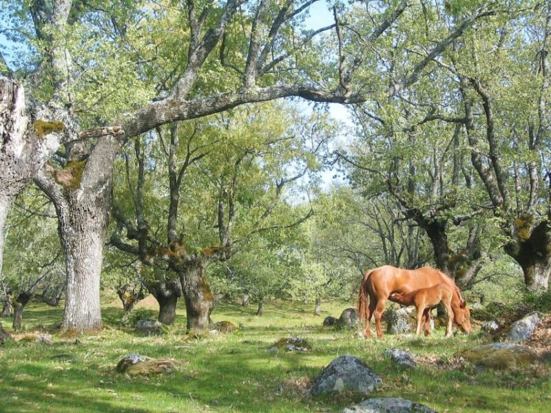 Gredos: Guided Hike in the Vettón Forest - What to Bring