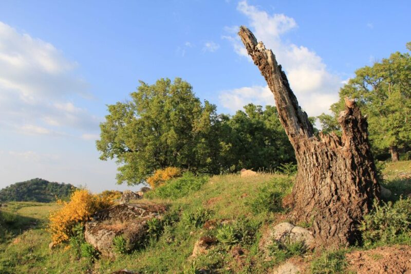 Gredos: Guided Hike in the Vettón Forest - Duration and Pricing