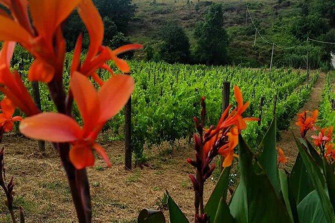 Greek Temples Of Paestum , Mozzarella Factory And Wineries - Tour Overview and Pricing