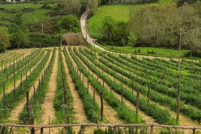 Greek Temples Of Paestum , Mozzarella Factory And Wineries - Pickup and Transportation Details