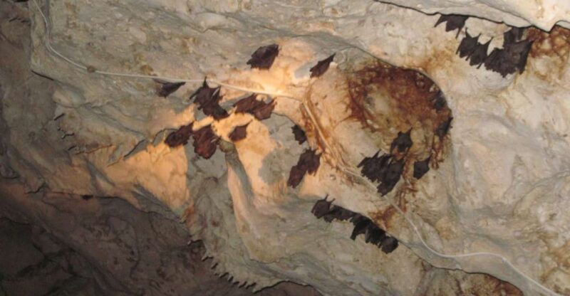 Green Grotto Caves and Puerto Seco Beach Private Tour - Booking Information