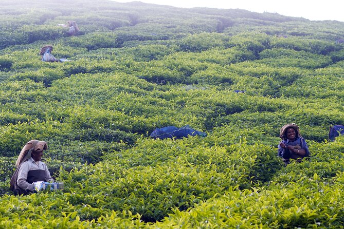 Green Magic Day Tour to Munnar - Meeting and Pickup