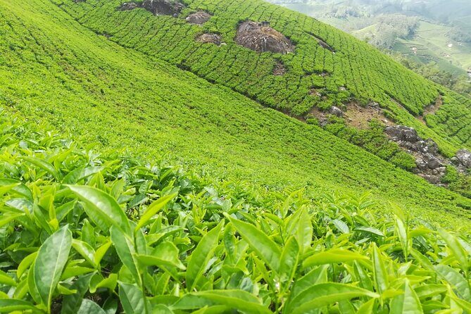 Green Magic One Night Two Days Trip to Munnar - The Sum Up: Is This Tour Worth It?