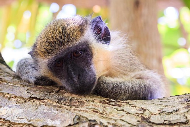 Green Monkey Time - About Your Stay