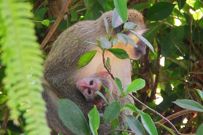 Green Monkey Time - Tour Details