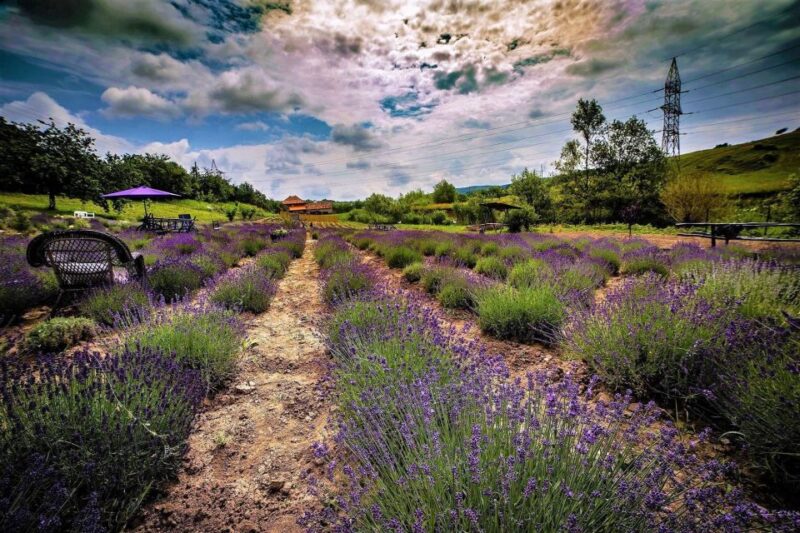 Green Tour - Day Trip From Cluj - Cancellation and Booking