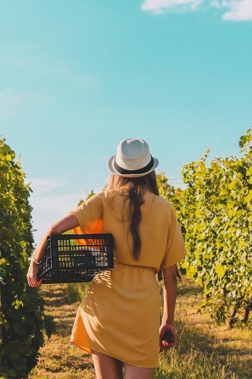 Green Wine - Tours and Tastings - Key Points