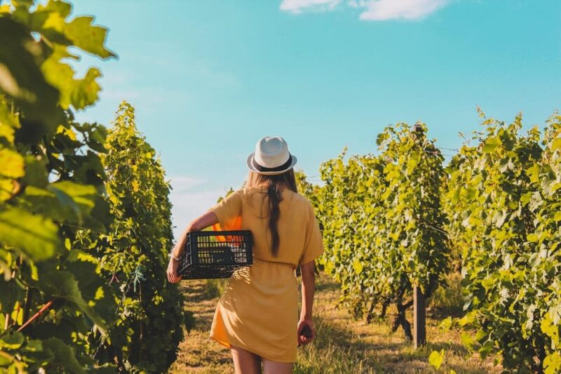Green Wine - Tours and Tastings - Experience Overview