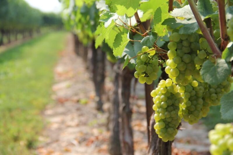 Green Wine - Tours and Tastings - Inclusions
