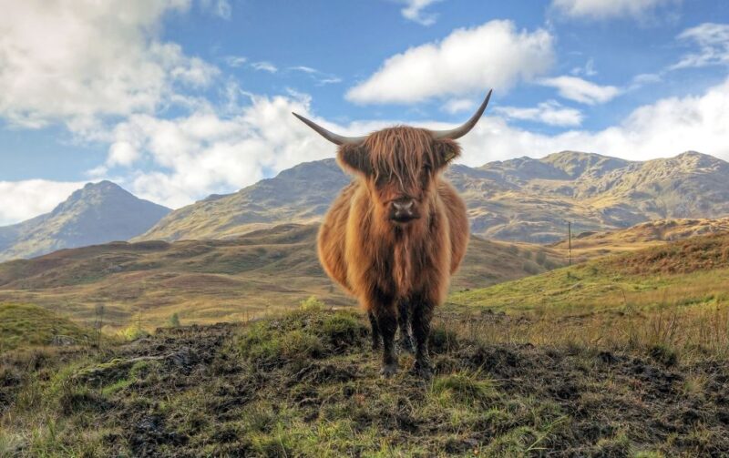 Greenock: Shore Excursion to Stirling Castle and Loch Lomond - Transportation and Guide
