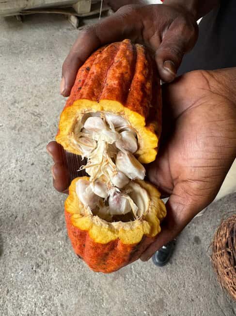 Grenada: Belmont Estate Tree to Bar Chocolate Workshop - The Itinerary in Detail