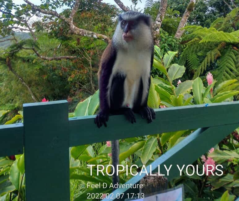 Grenada: Culture and Nature Island Tour with Chocolate & Rum - Key Points