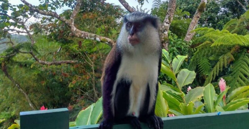 Grenada: Full-Day Tour With Chocolate and Rum Sampling - Driving