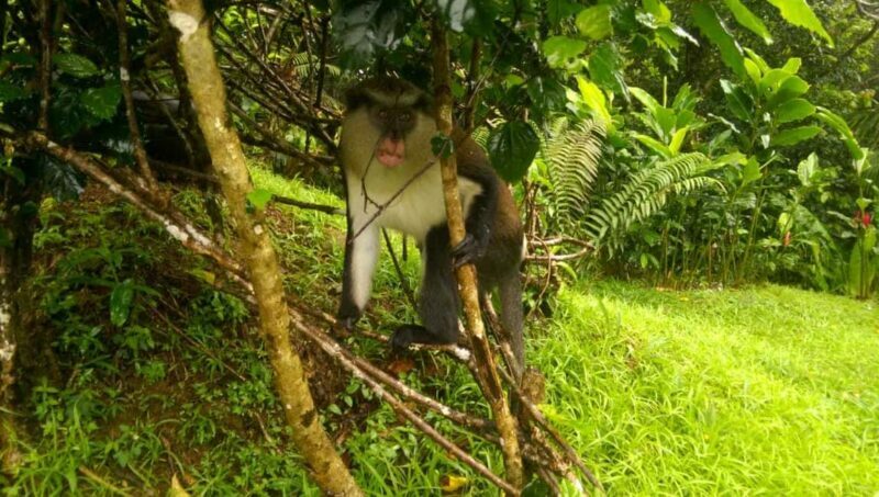 Grenada: Half-Day Island Tour with Waterfall Swim Stop - Who Is This Tour Best For?