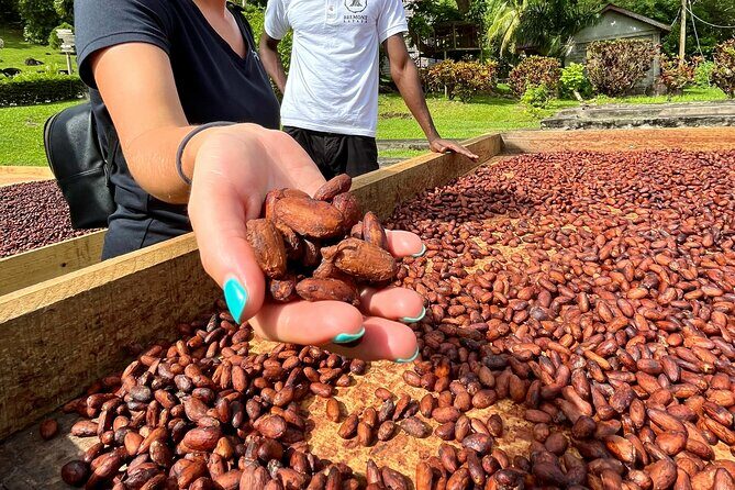 Grenada Half Day Tour: Fort, Spice, Falls, Chocolate & Lunch Stop - The Sum Up