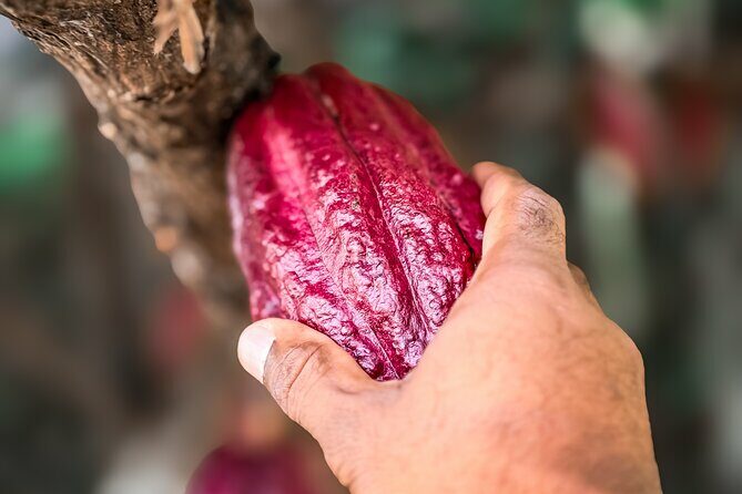 Grenada Half Day Tour: Fort, Spice, Falls, Chocolate & Lunch Stop - FAQ