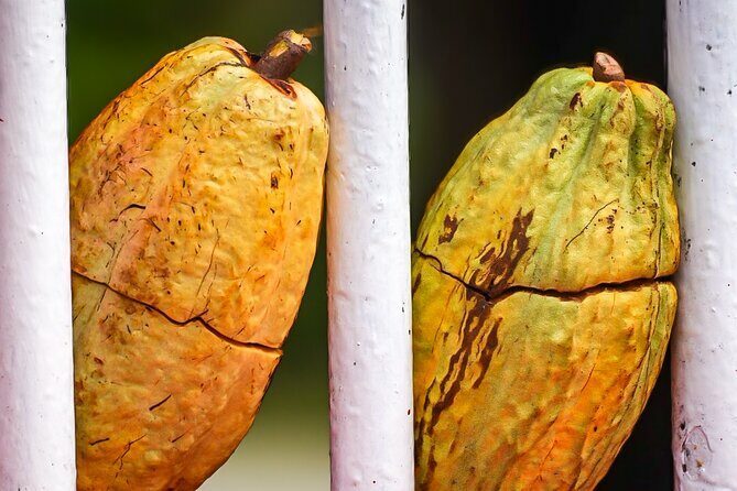 Grenada Highlights: City Tour, Fort, Chocolate, Rainforest- Falls - Who Should Book This Tour?