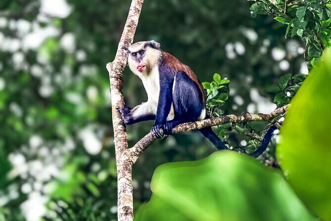 Grenada Highlights: City Tour, Fort, Chocolate, Rainforest- Falls - The Sum Up
