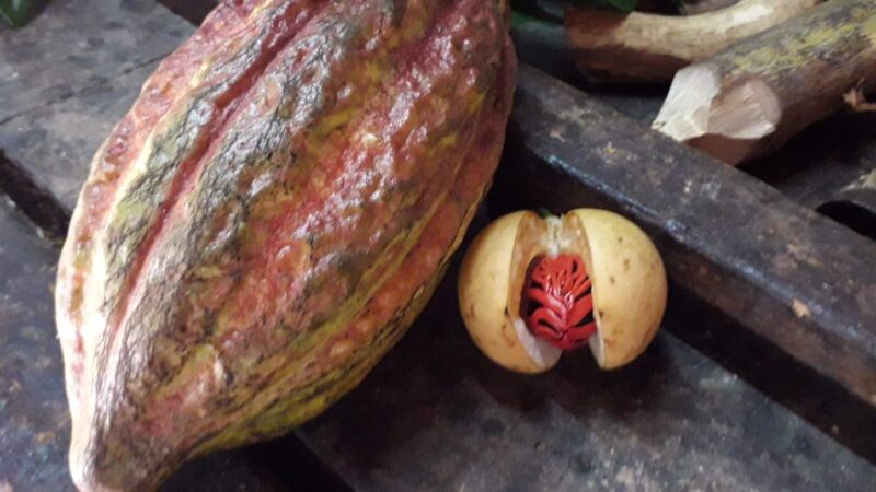 Grenada: Spice Island Expedition. - Tour Logistics