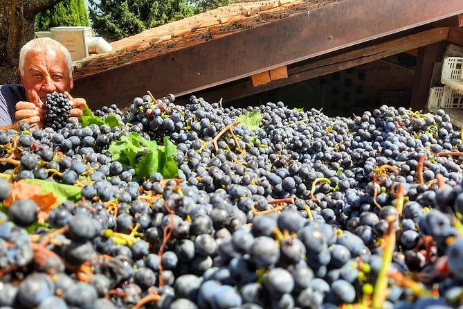 Greve in Chianti Wine Tasting and Winery Tour - Tasting the Red Wine Varieties