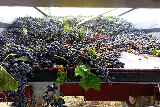 Greve in Chianti Wine Tasting and Winery Tour - Operating Hours and Availability