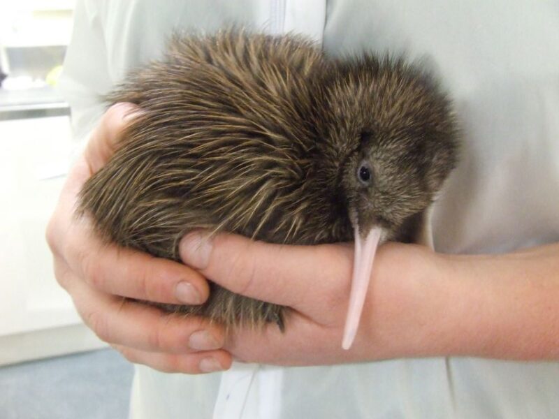 Greymouth: Glacier, Heritage & Wildlife Centre Guided Tour - Important Information