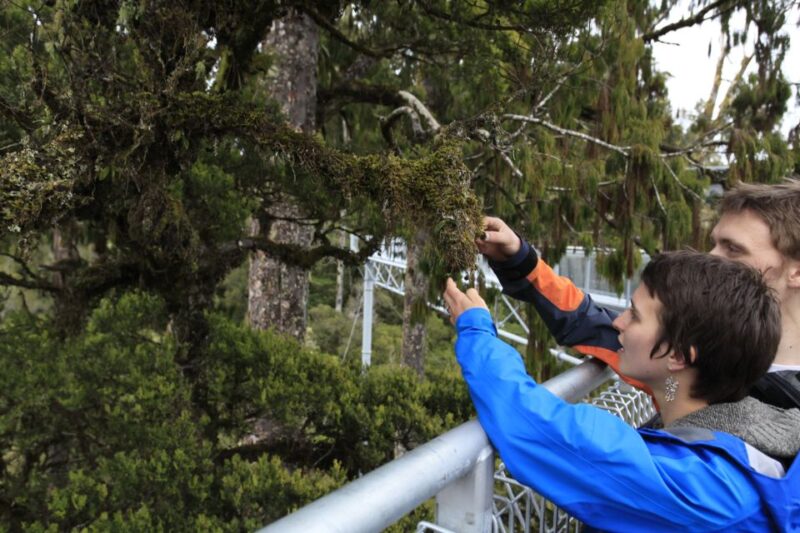 Greymouth: Hokitika Gorge and Tree Top Walkway Half-Day Tour - Key Points