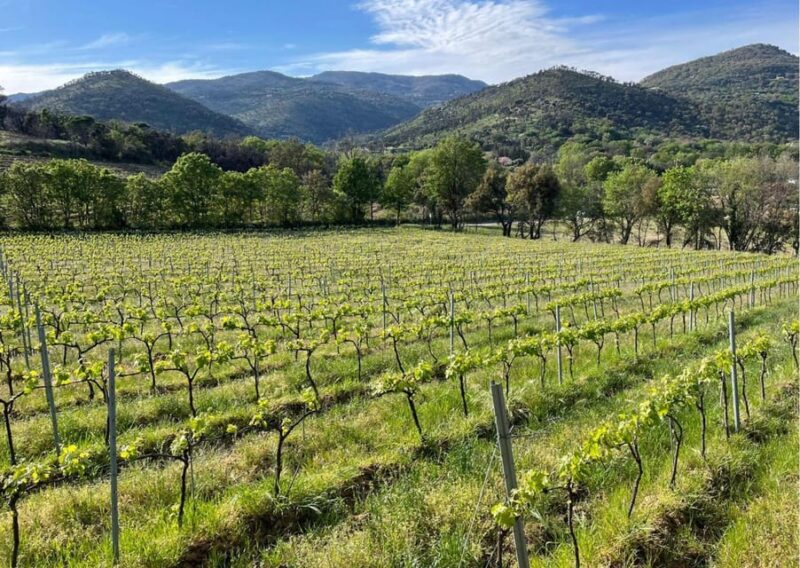 Grimaud: Horseback Riding & Wine Tasting in Maures Forest - Itinerary Details