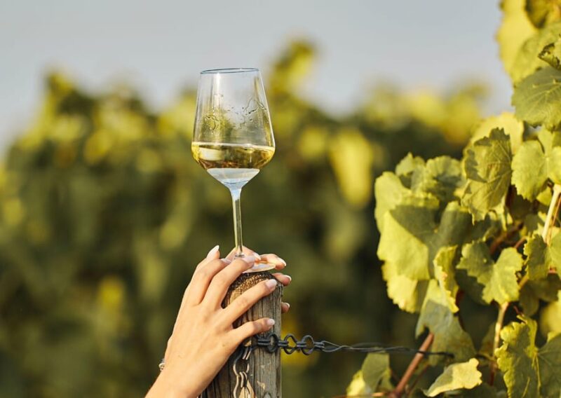 Grimaud: Horseback Riding & Wine Tasting in Maures Forest - Safety and Accessibility